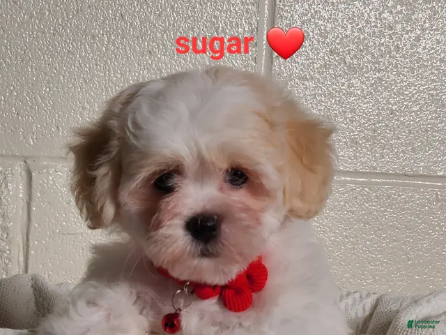 Teddy Bear dogs for sale: Sugar - Ad 1