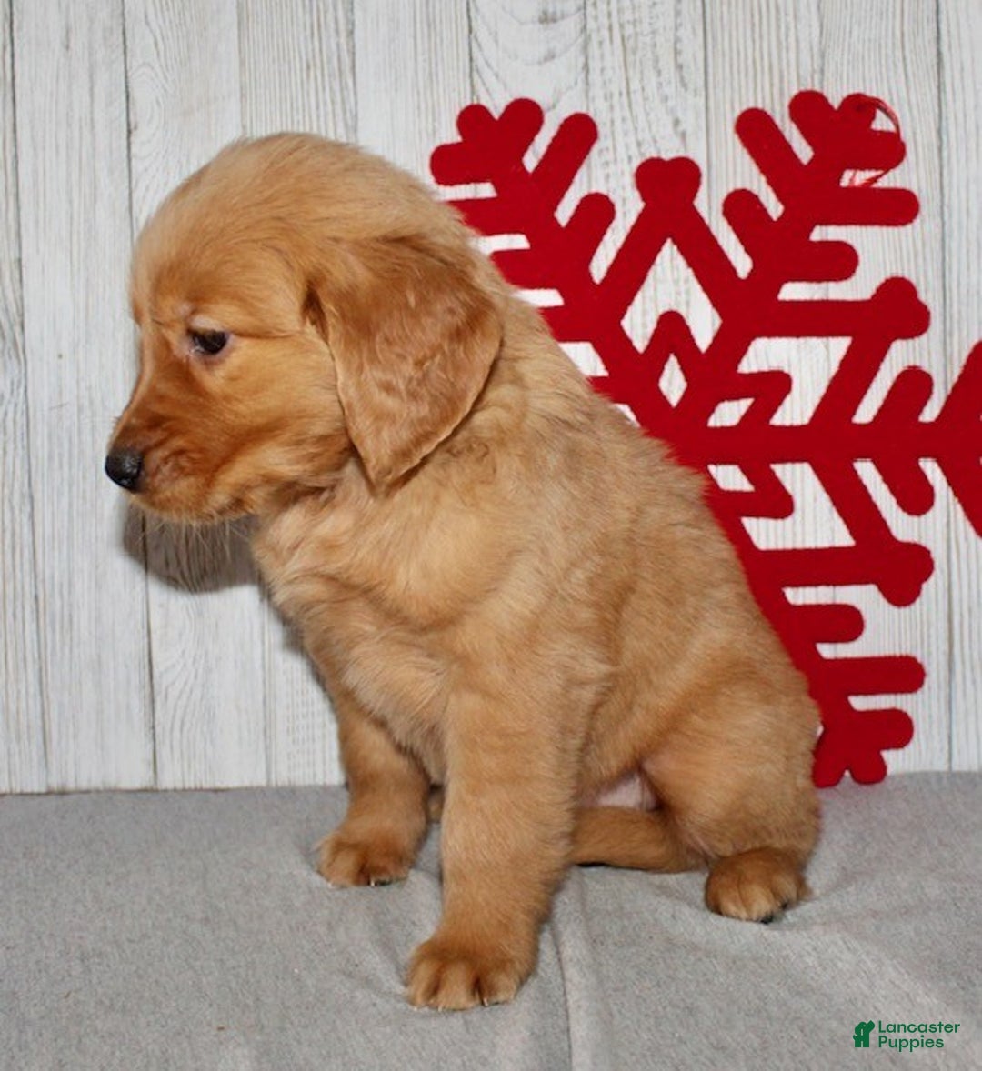 Golden Retriever dogs for sale: Patti - Ad 5