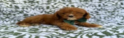 Cavapoo dogs for sale: Lasso - Ad 5