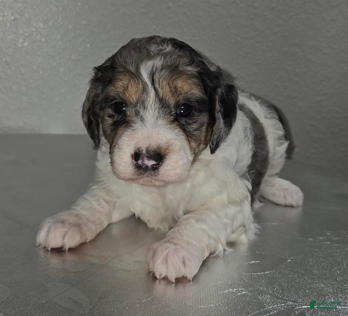 Mini Goldendoodle dogs Winnie - Ad 33