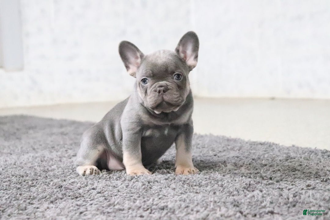 French Bulldog dogs for sale: Travis - Ad 2