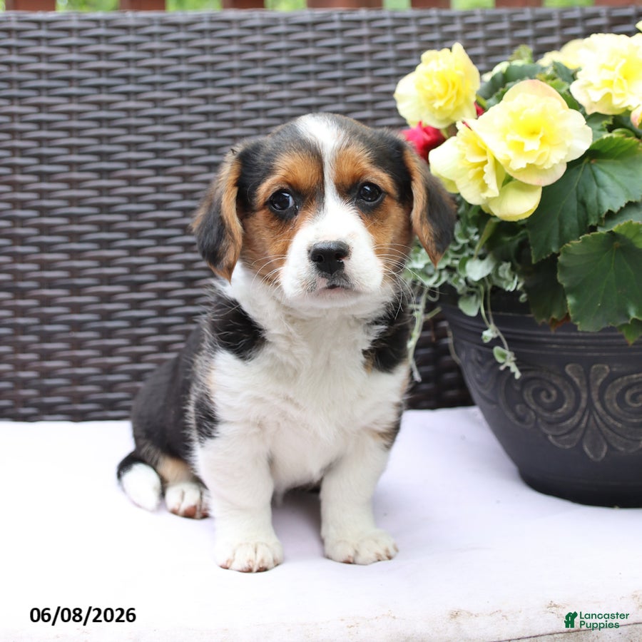 Mixed Breed dogs Cleo - Ad 1