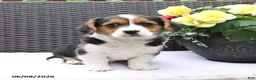 Mixed Breed dogs for sale: Cleo - Ad 5