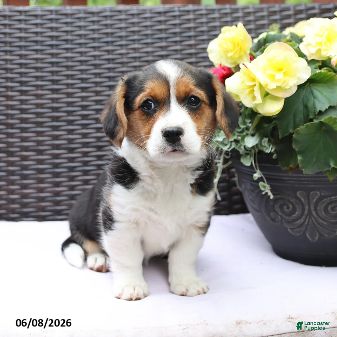 Mixed Breed dogs for sale: Cleo - Ad 5