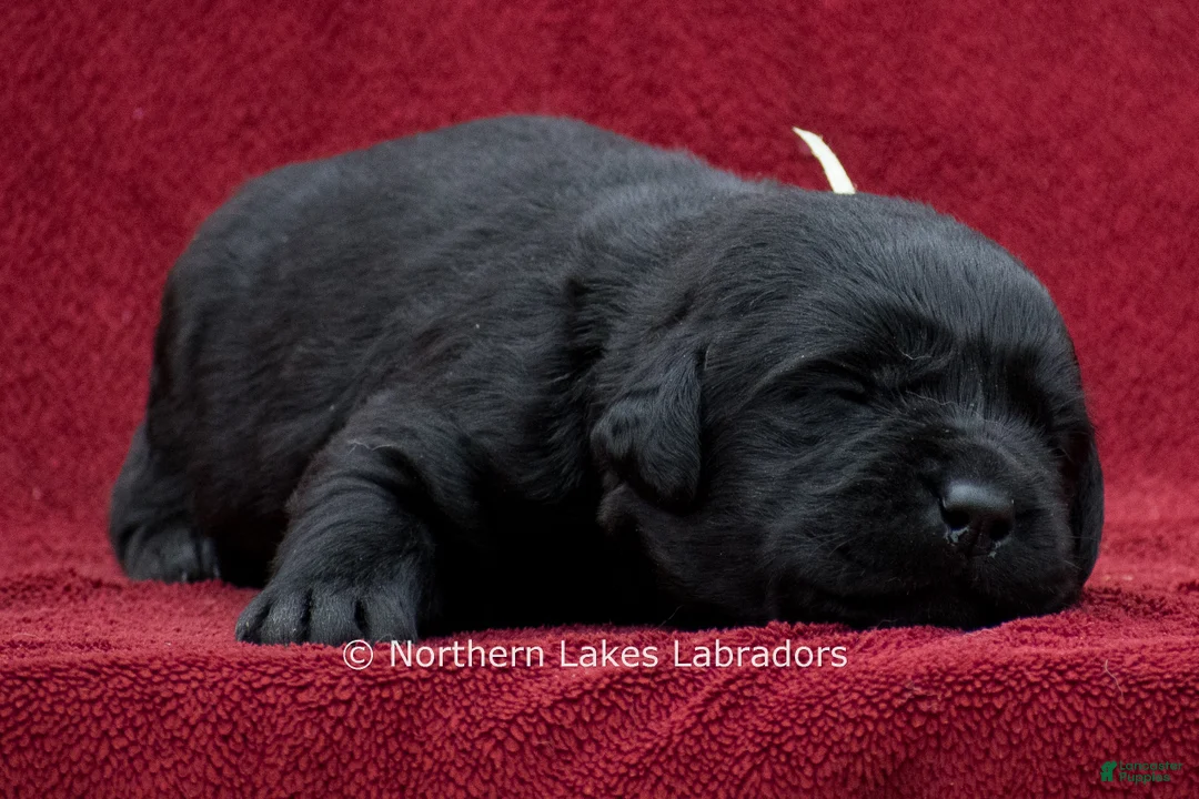 Labrador Retriever dogs for sale: Nikki - Ad 2