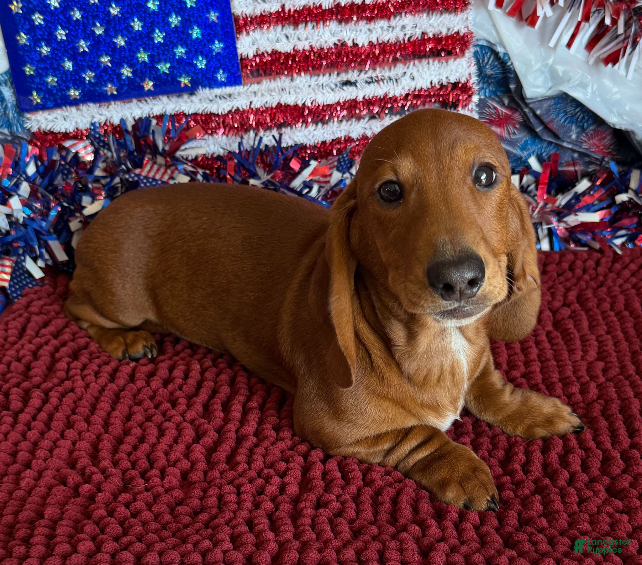 Dachshund dogs Nate - Ad 27