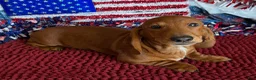 Dachshund dogs for sale: Nate - Ad 1
