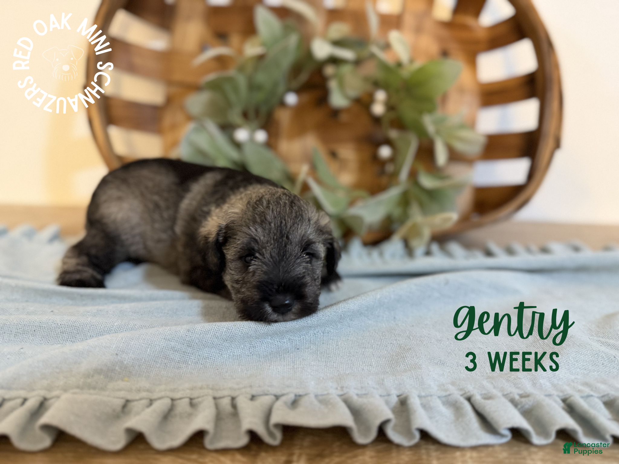 Miniature Schnauzer dogs Gentry  - Ad 11