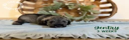 Miniature Schnauzer dogs for sale: Gentry  - Ad 1