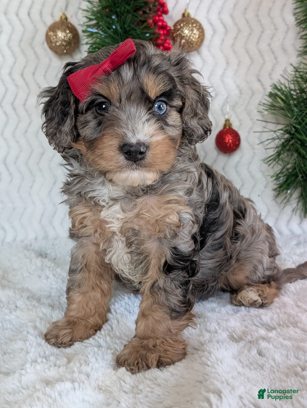 Cavapoo dogs for sale: Nemo - Ad 16