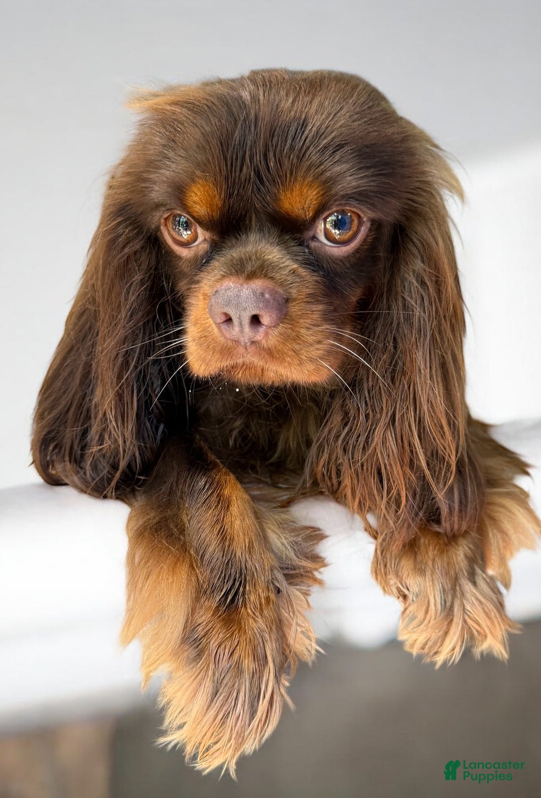 Cavalier King Charles Spaniel dogs for sale: Brownie - Ad 11