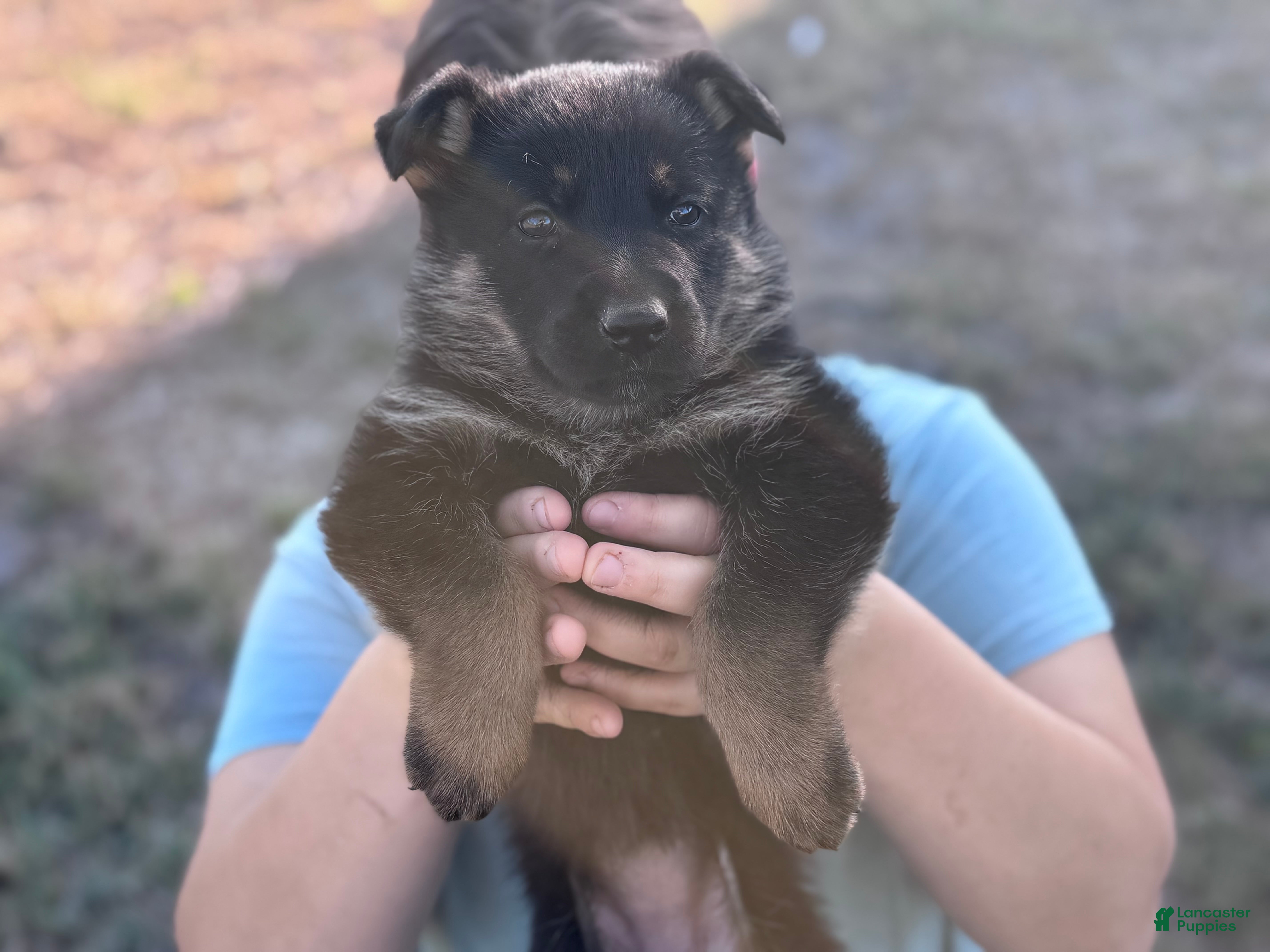 German Shepherd dogs  Puppy 2 - Ad 2