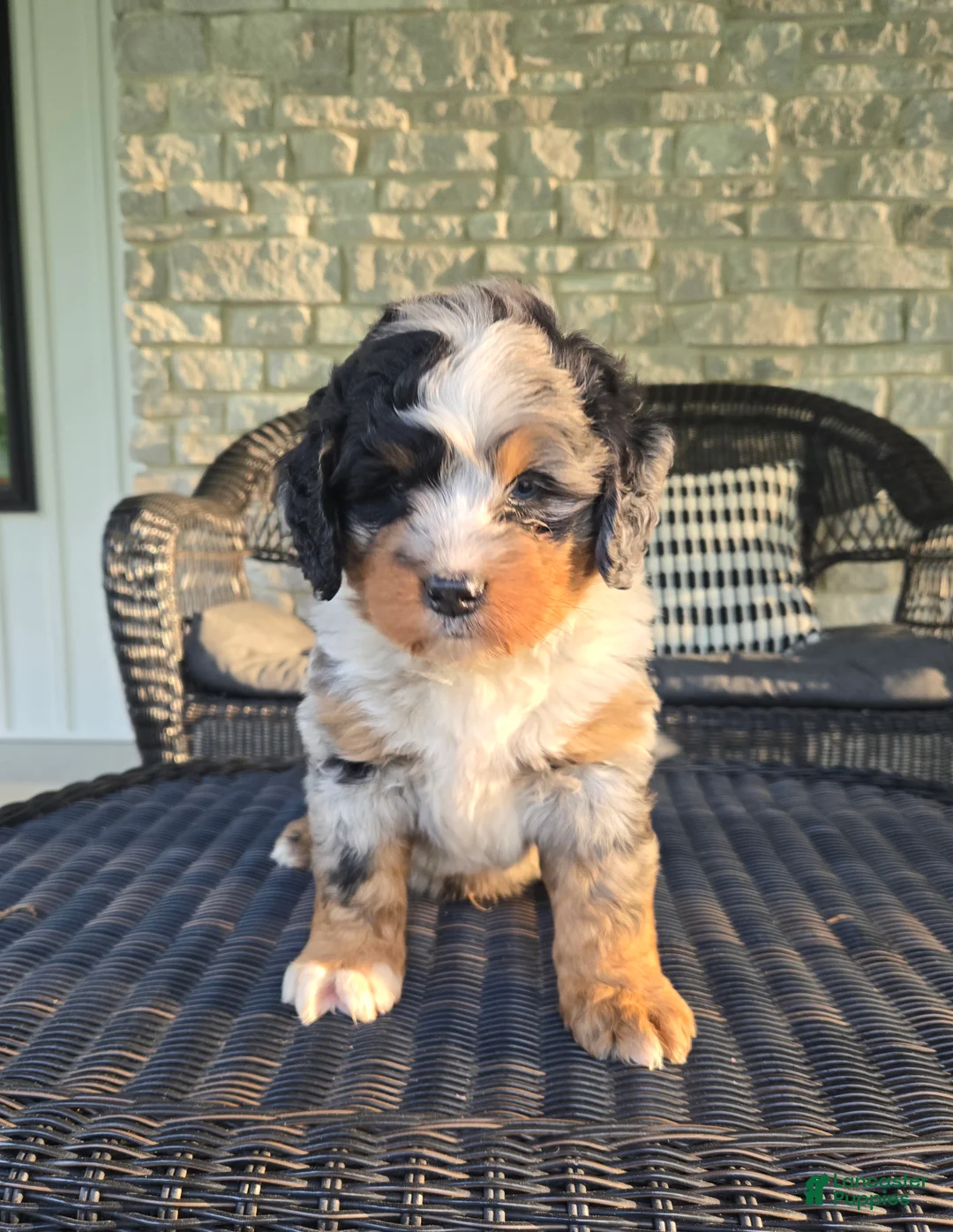 Mini Bernedoodle dogs for sale: Mini Bernedoodle Puppy 1 - Ad 1