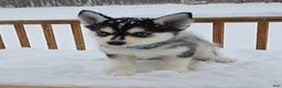 Pomsky dogs for sale: Max - Ad 2
