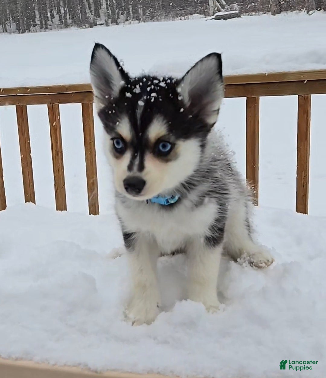 Pomsky dogs for sale: Max - Ad 2