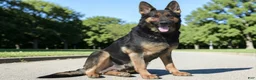 German Shepherd dogs for sale: Cinnamon  - Ad 6