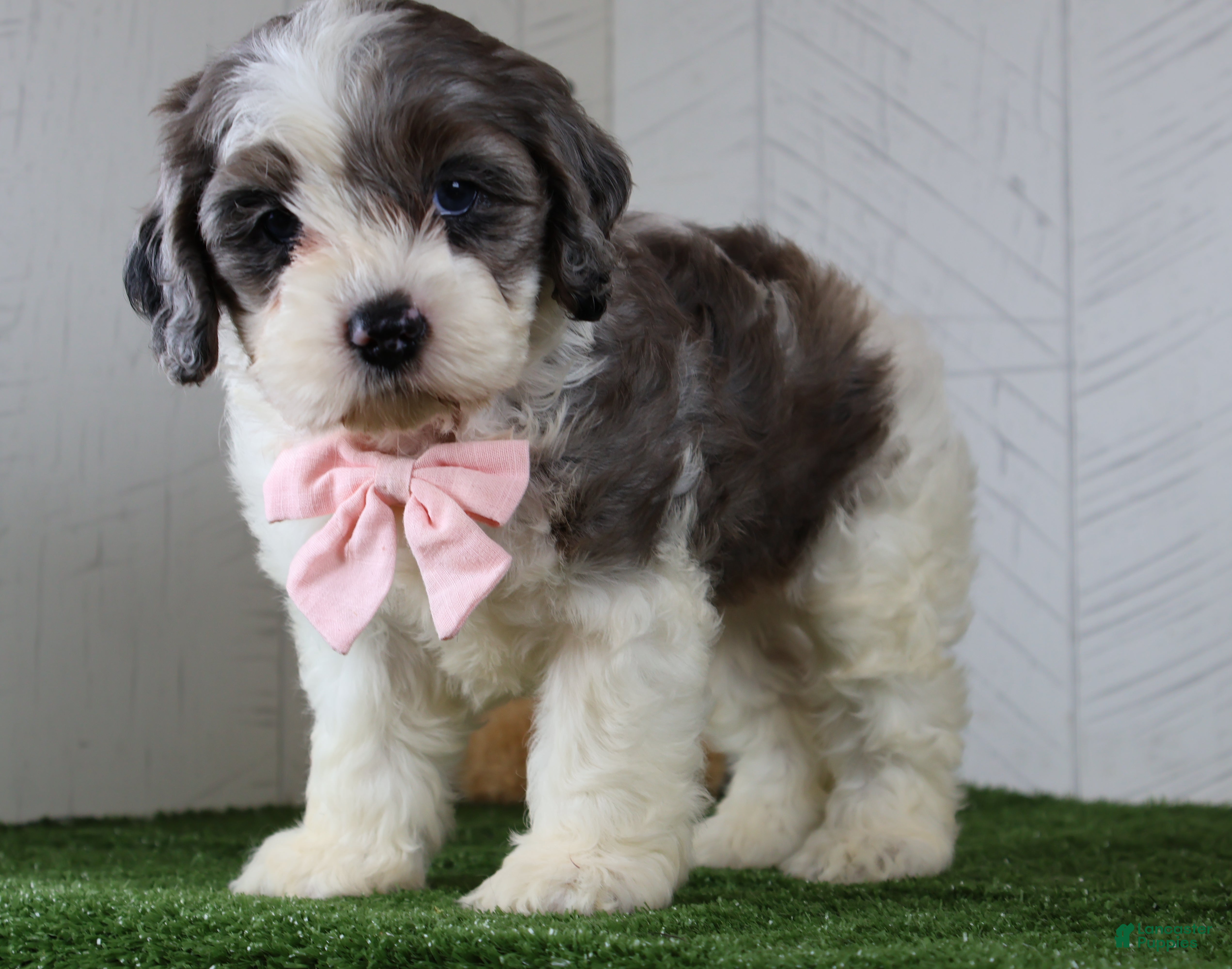 Cockapoo dogs Bruno - Ad 2