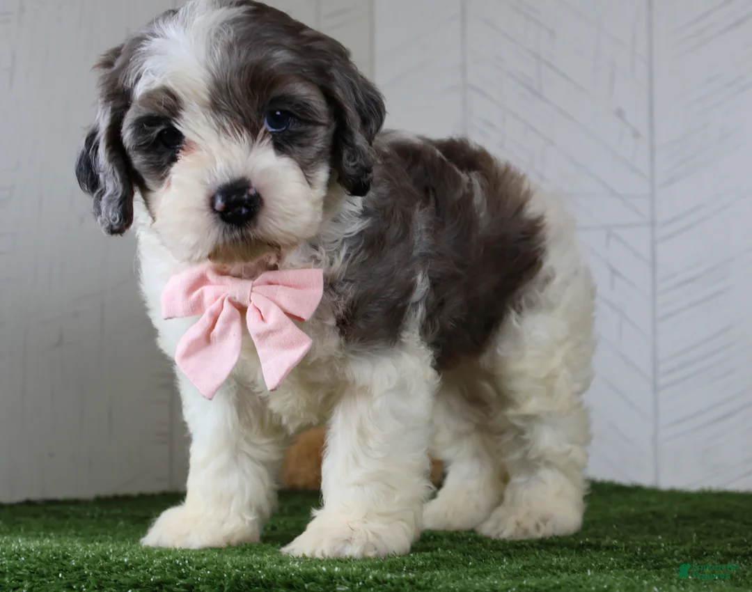 Cockapoo dogs for sale: Bruno - Ad 2