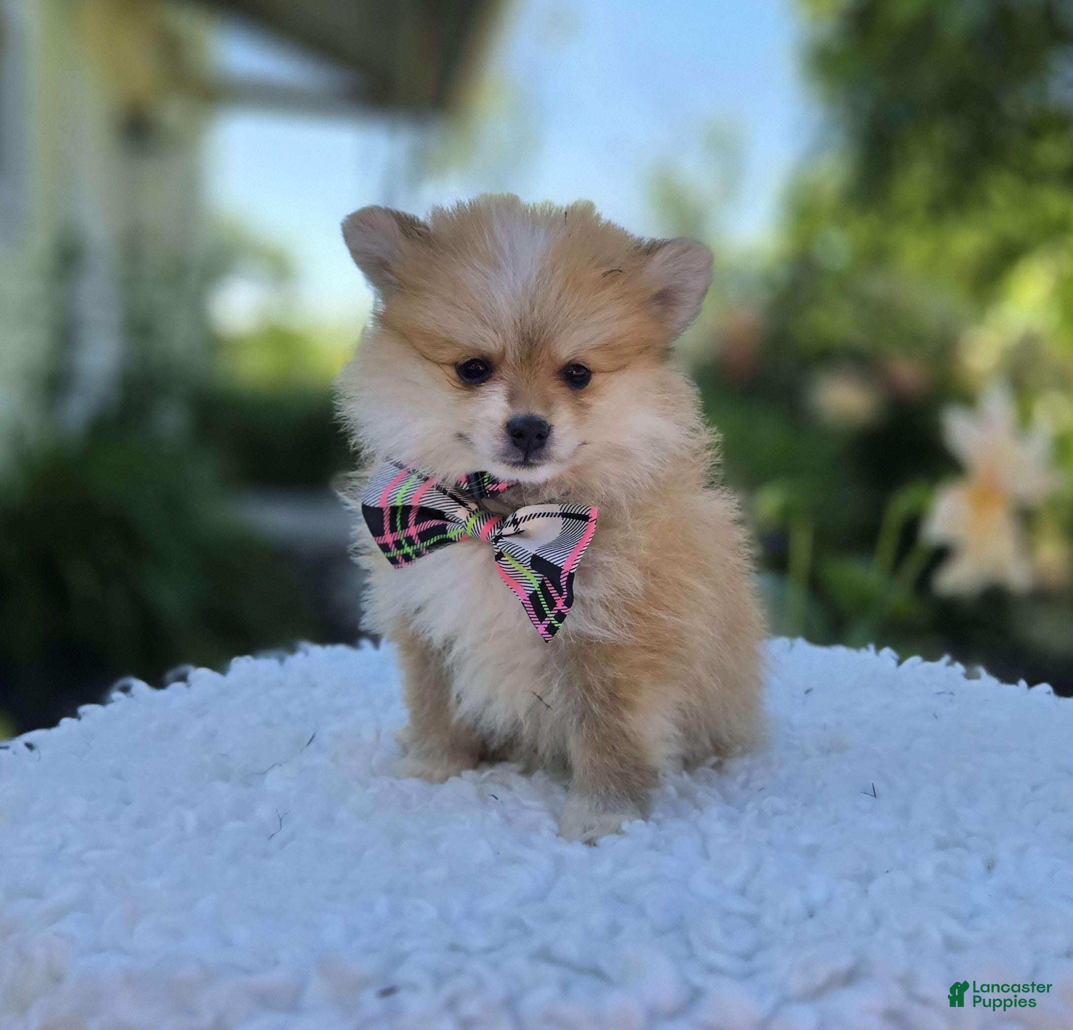 Pomeranian dogs Susie - Ad 1