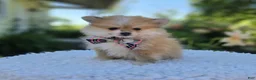 Pomeranian dogs for sale: Susie - Ad 1
