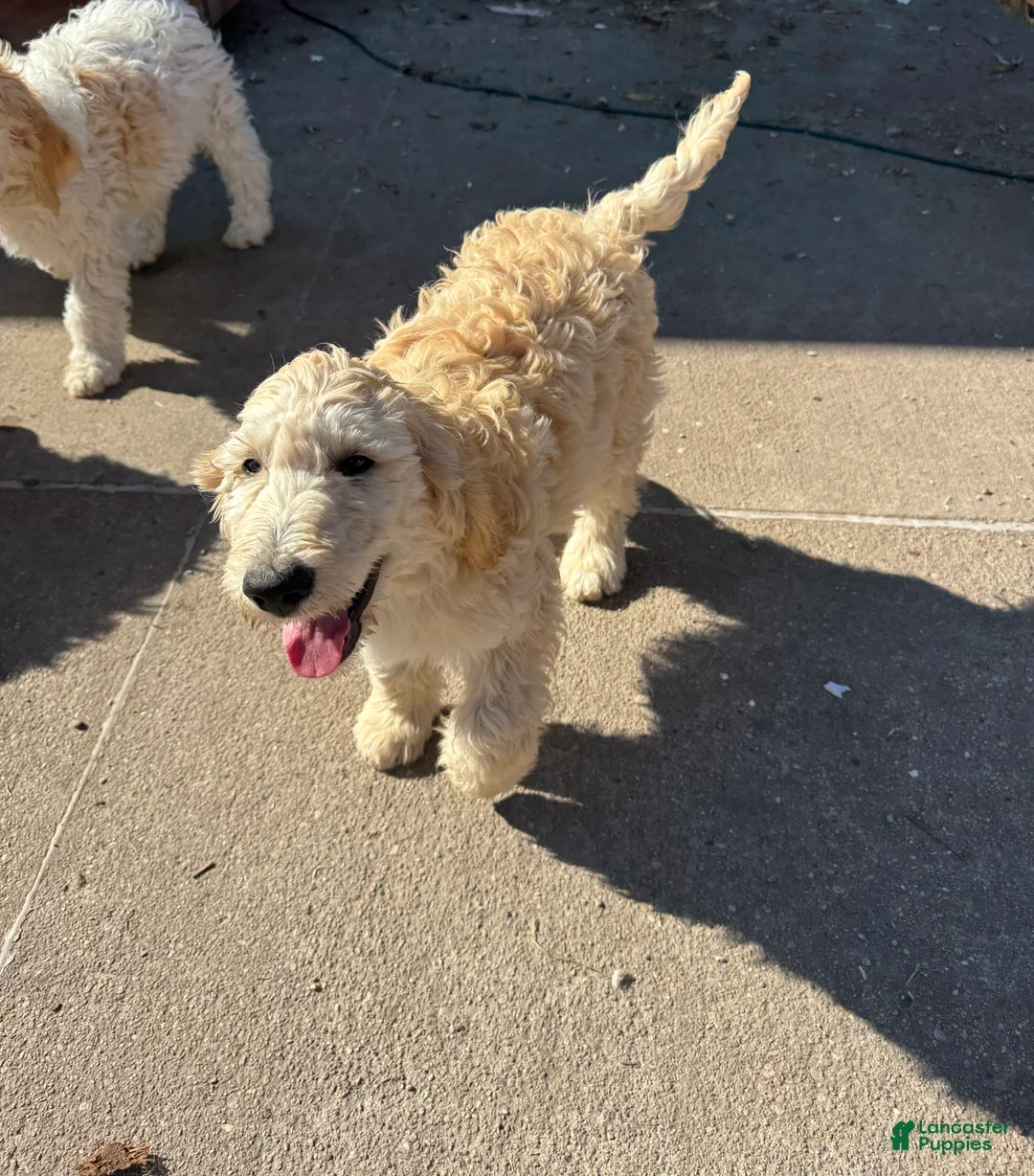 Goldendoodle dogs for sale: Oliver - Ad 3