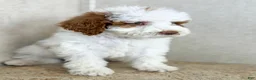Goldendoodle dogs for sale: Sneezy - Ad 4