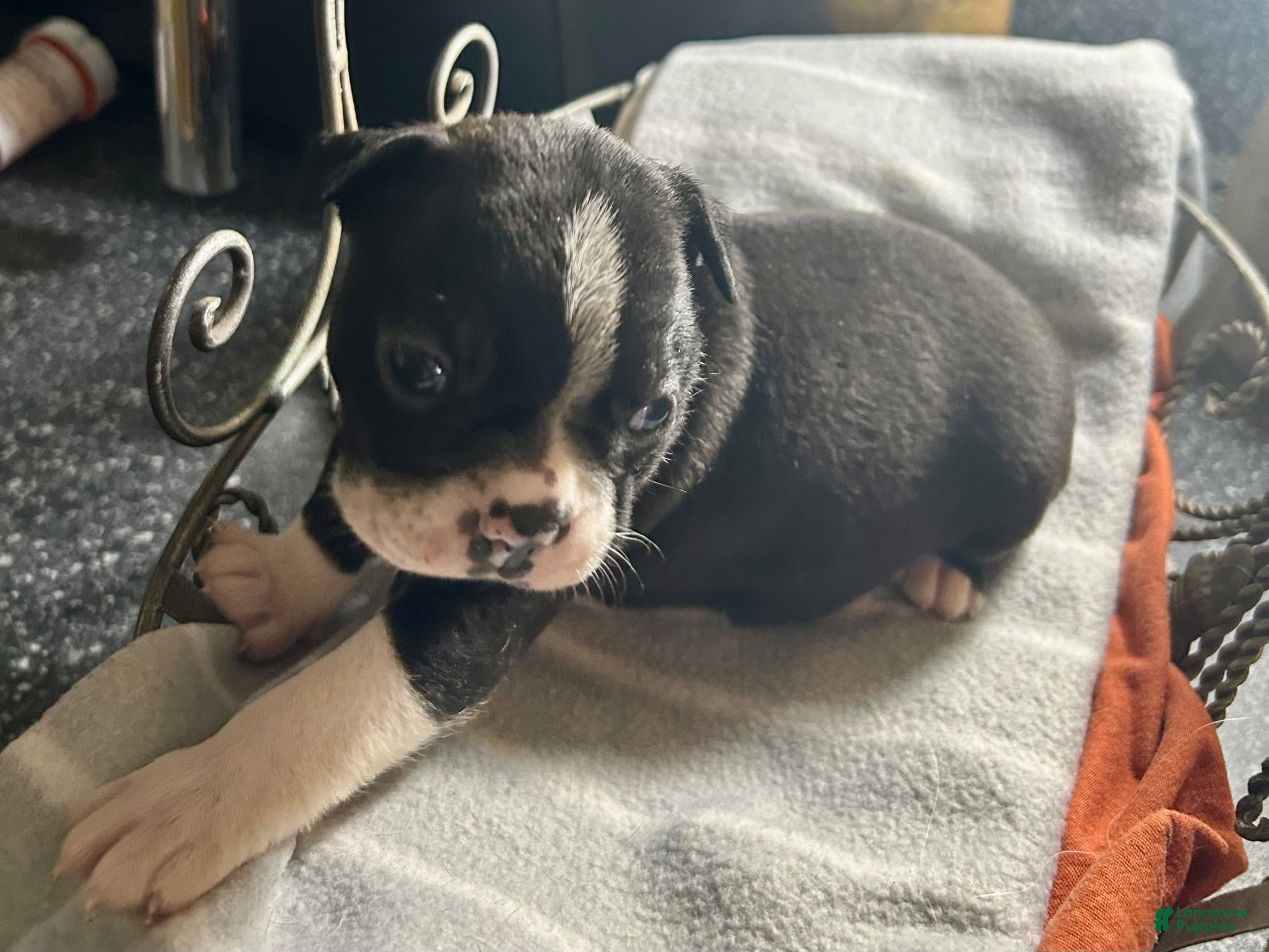 Boston Terrier dogs Boston Terrier 14 - Ad 20