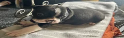Boston Terrier dogs for sale: Boston Terrier 14 - Ad 1