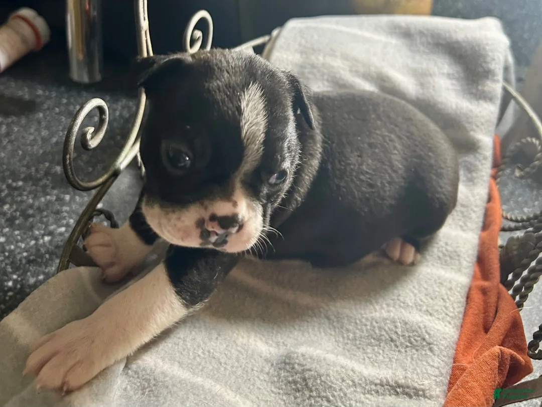 Boston Terrier dogs for sale: Boston Terrier 14 - Ad 1