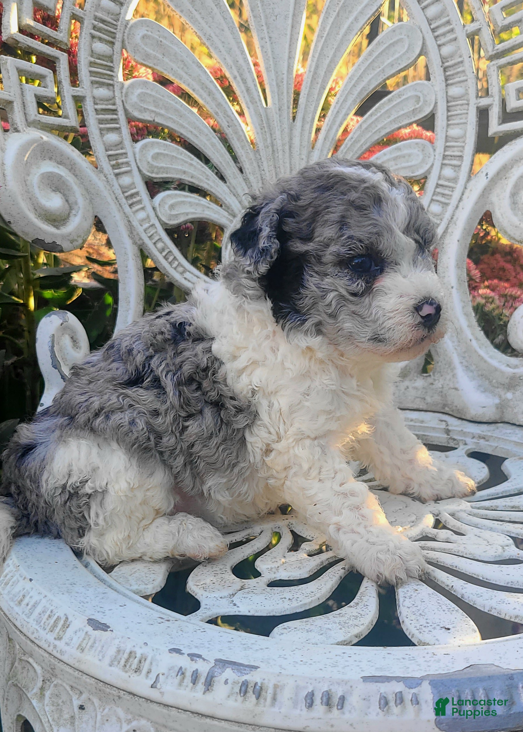 Sable Miniature Poodle Puppies for sale Lancaster Puppies