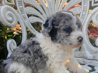 Saint Berdoodles dogs - Ad 35