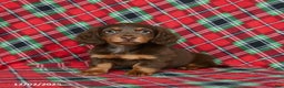 Miniature Dachshund dogs for sale: Indigo - Ad 1