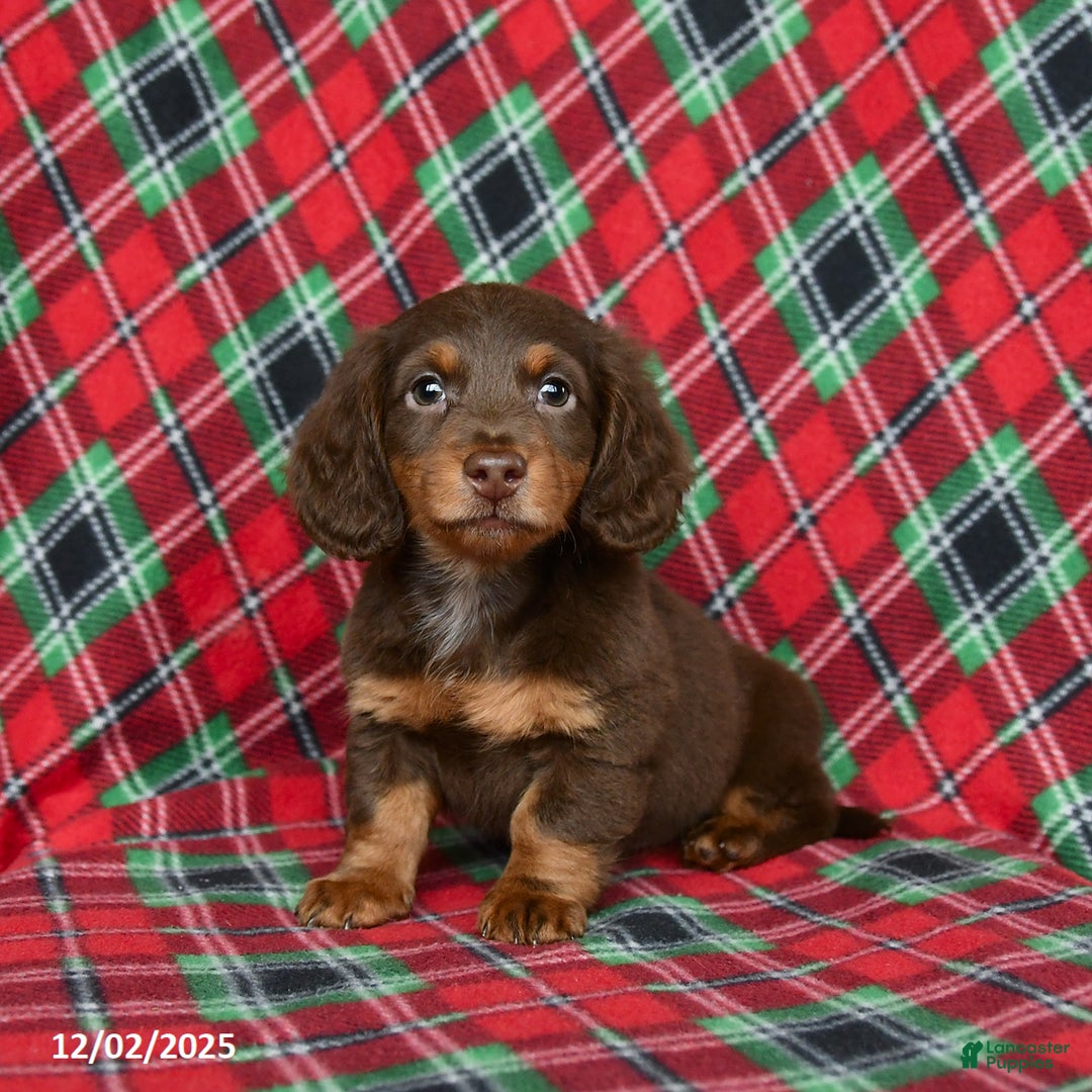 Miniature Dachshund dogs for sale: Indigo - Ad 1