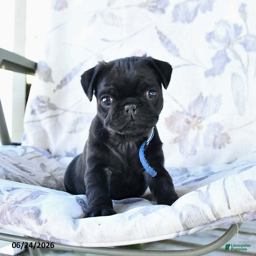 Pug dogs Marcas - Ad 2