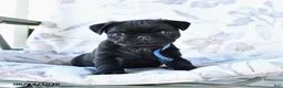 Pug dogs for sale: Marcas - Ad 2