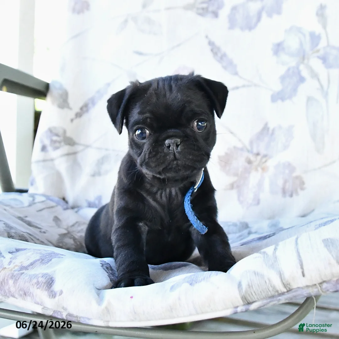 Pug dogs for sale: Marcas - Ad 2