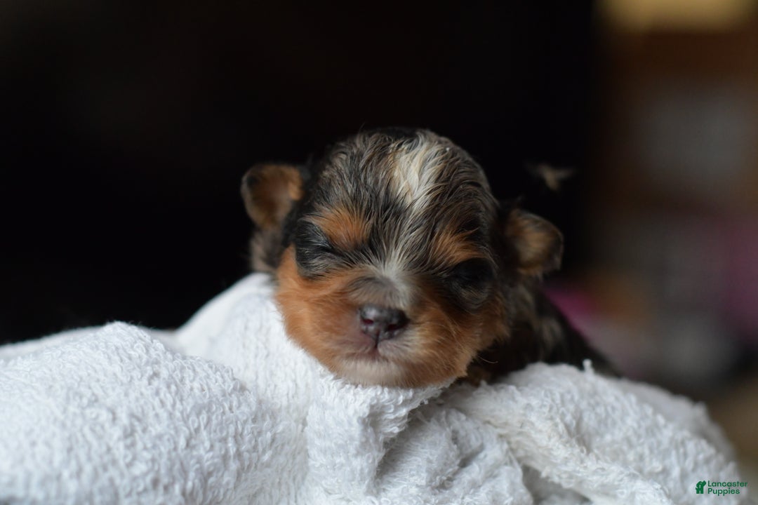 Mini Aussiedoodle dogs for sale: Jackson - Ad 5