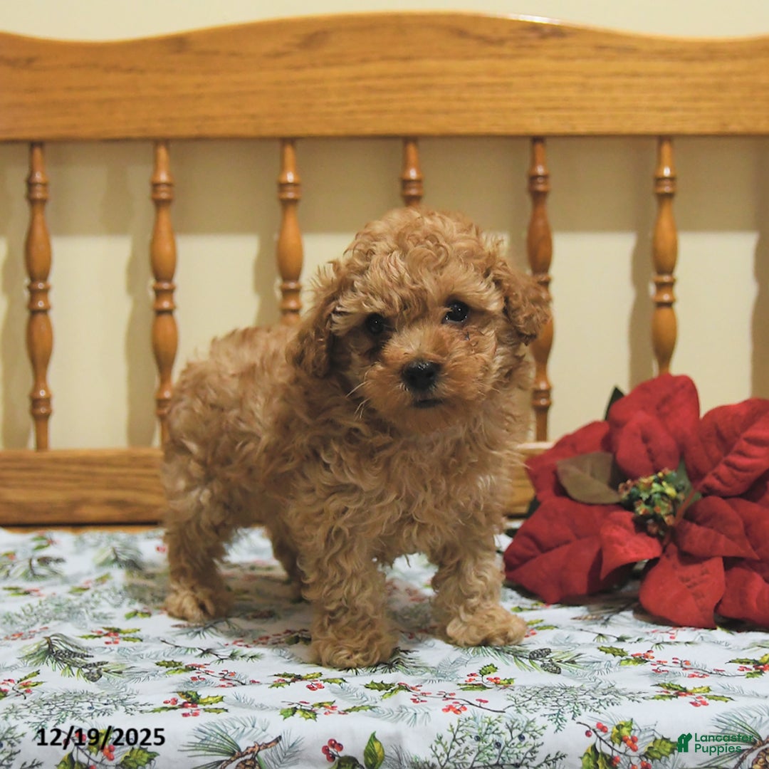 Toy Poodle dogs for sale: Teddy - Ad 3