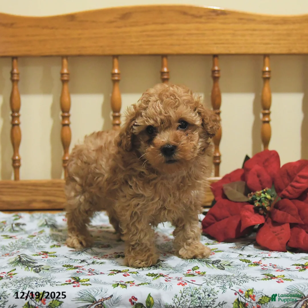 Toy Poodle dogs for sale: Teddy - Ad 6