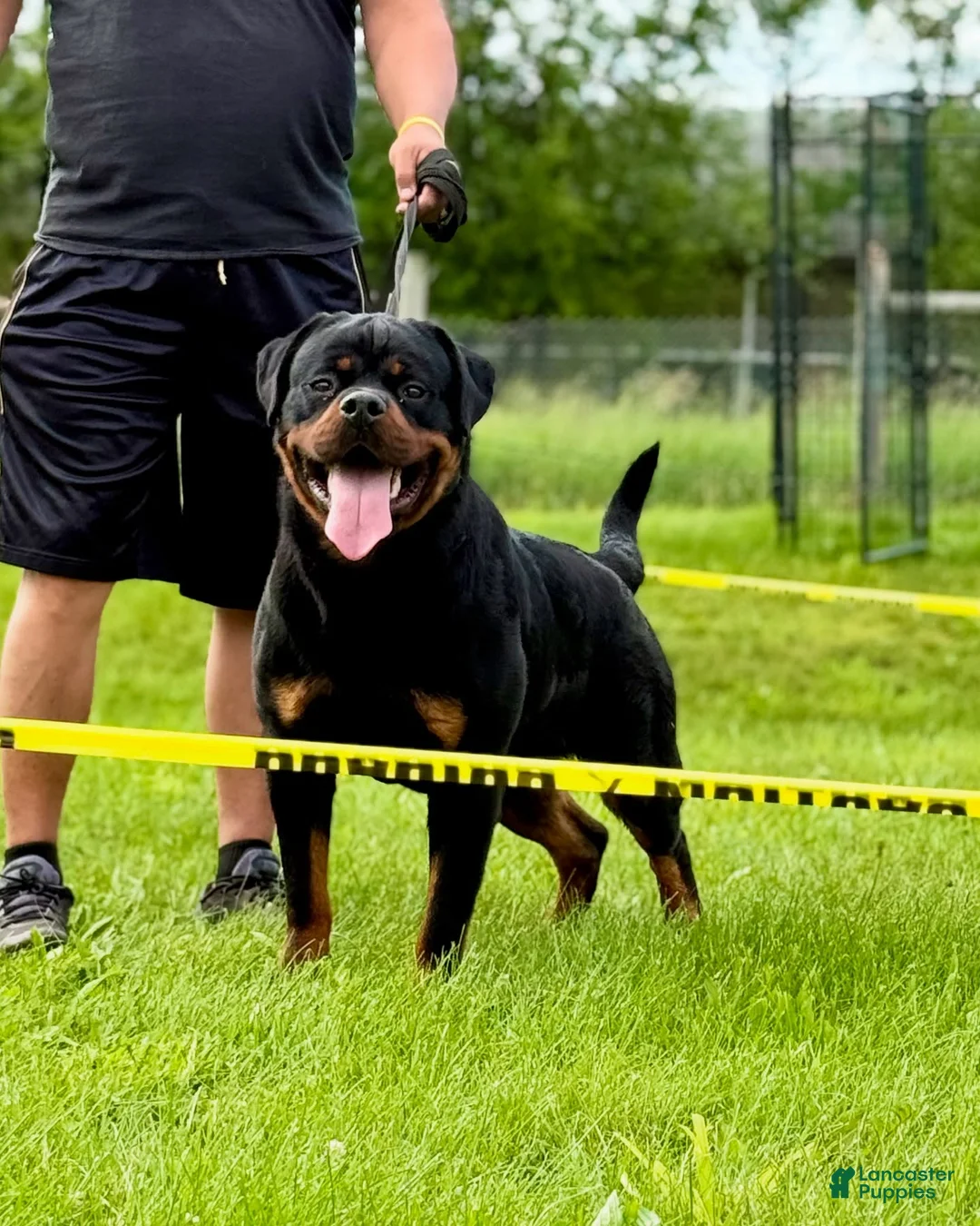 Rottweiler dogs for sale: Tank - Ad 8