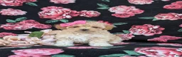 Maltipoo dogs for sale: Tiara 9 lbs Full Grown - Ad 5