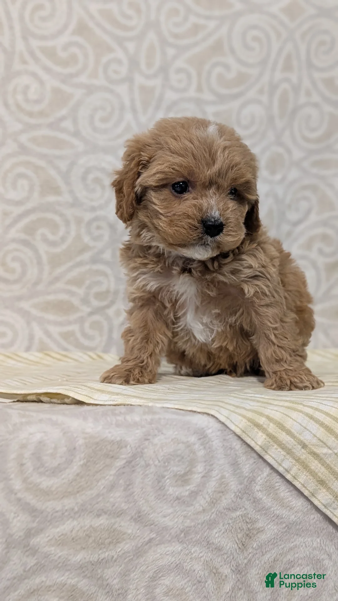 Cavapoo dogs for sale: Cash - Ad 2