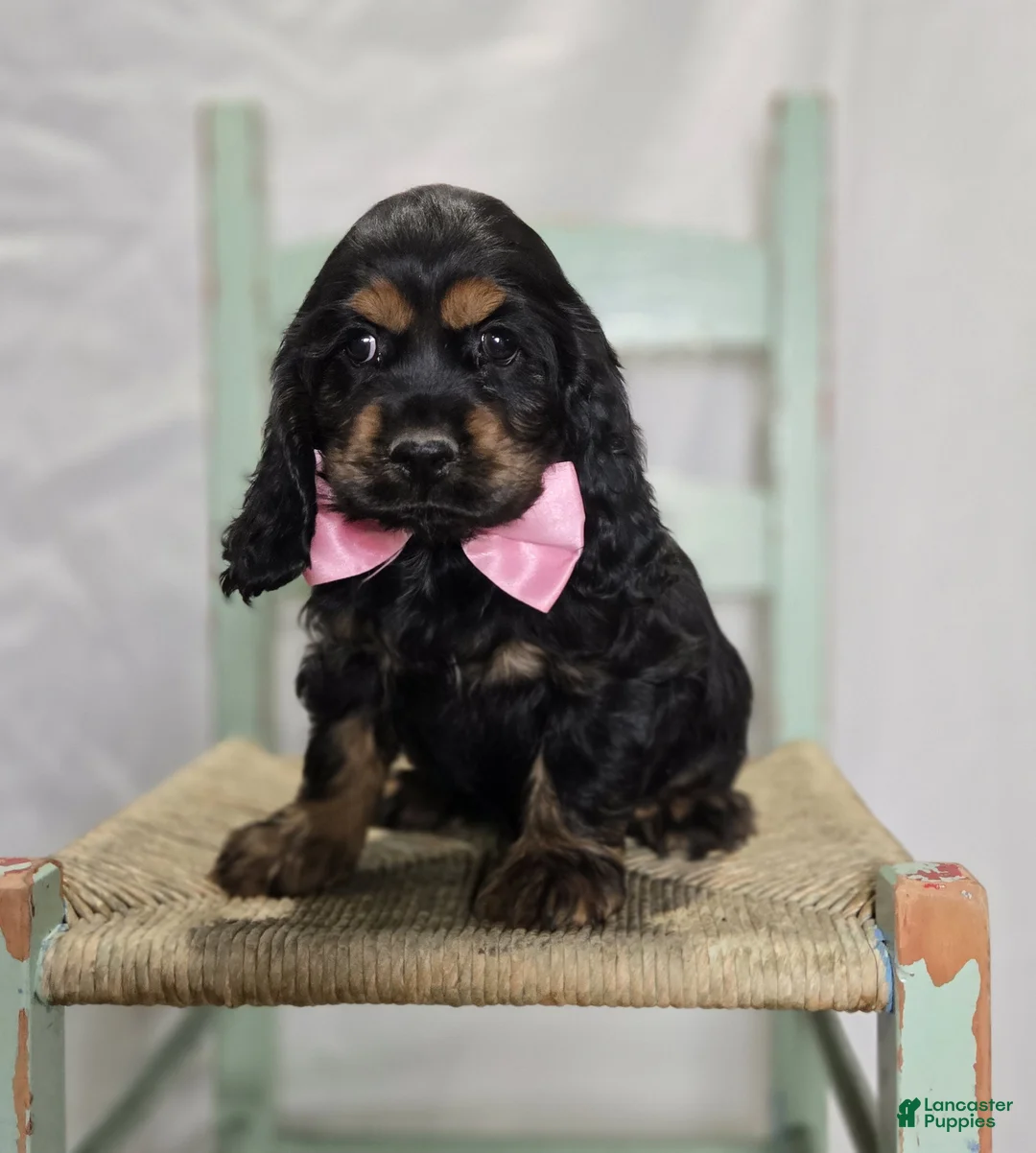 Cocker Spaniel dogs for sale: Joyce - Ad 1