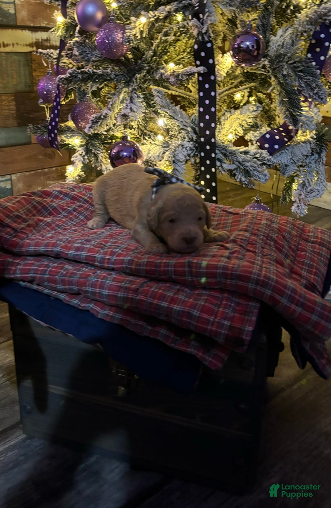 Gallery Image {{count}}