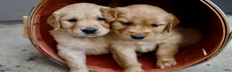 Golden Retriever dogs for sale: Dark Red Golden Retriever Puppy 2 - Ad 1