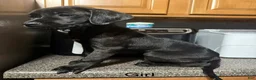 Mixed Breed dogs for sale: Dd - Ad 1