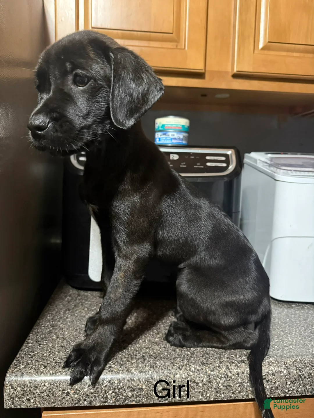 Mixed Breed dogs for sale: Dd - Ad 1