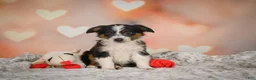 Miniature Australian Shepherd dogs for sale: Anna - Ad 6