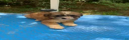 Shihpoo dogs for sale: Sweet baby girl  - Ad 8