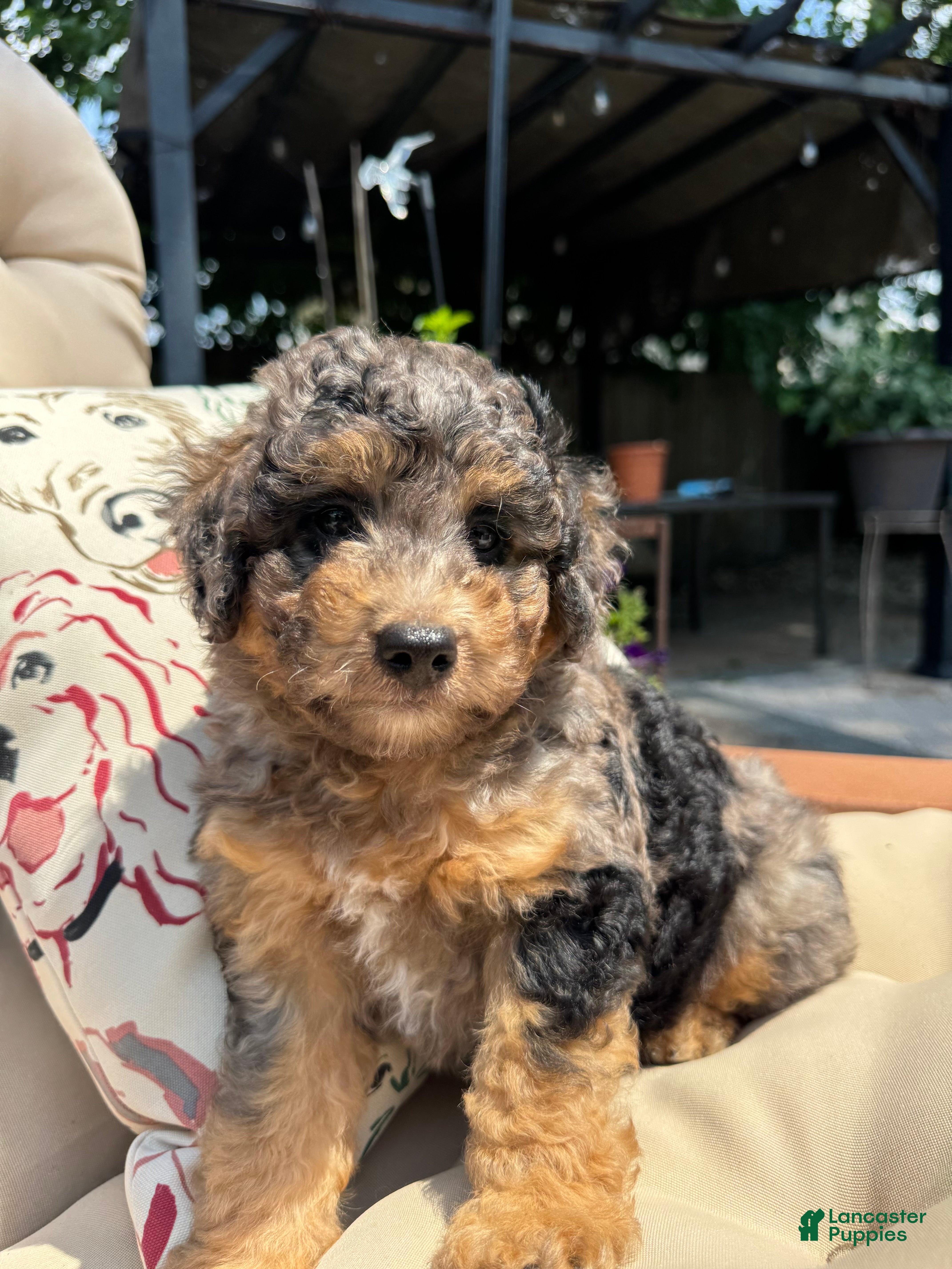 Mini Goldendoodle dogs Basil - Ad 13